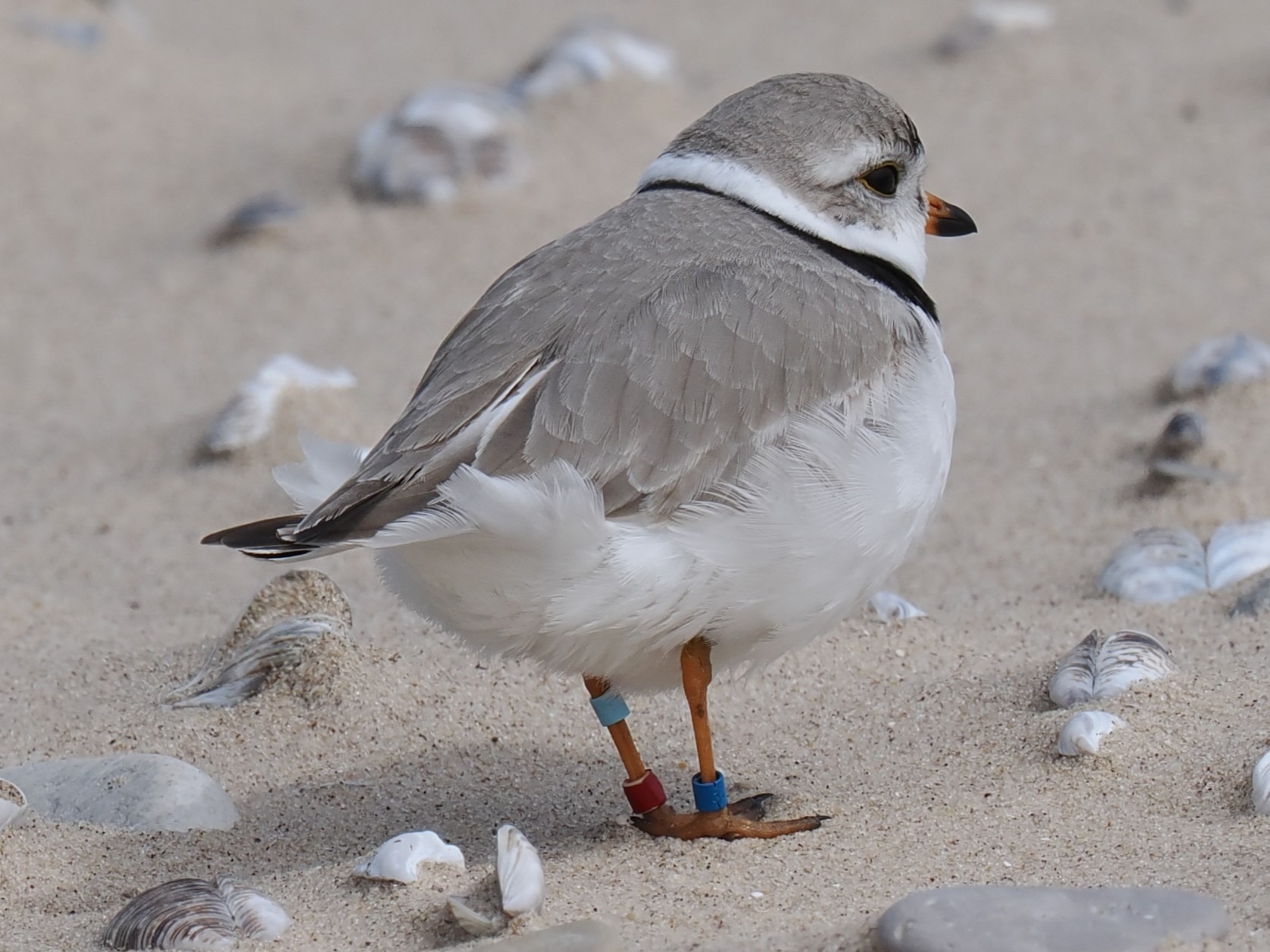 Piping Plover bRB returns to nest in Benzie County.